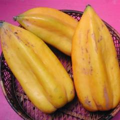 Nargil_Carica pentagona